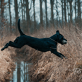2023-Hunde-Training-Meerbusch-web-3159