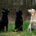 2023-Hunde-Training-Meerbusch-web-3243